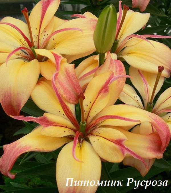 Лилия Азиатская 