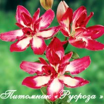 Лилия Азиатская 