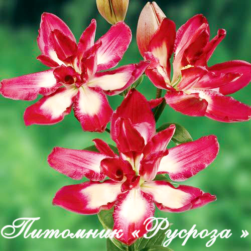 Лилия Азиатская 