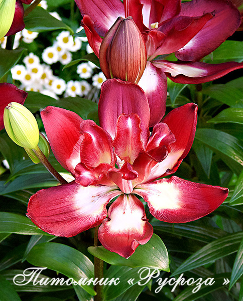 Лилия Азиатская 