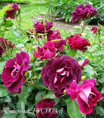 BURGUNDY ICE