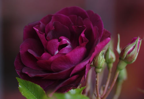 BURGUNDY ICE