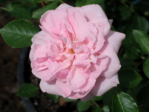 BOSSA NOVA (THE FAUN)