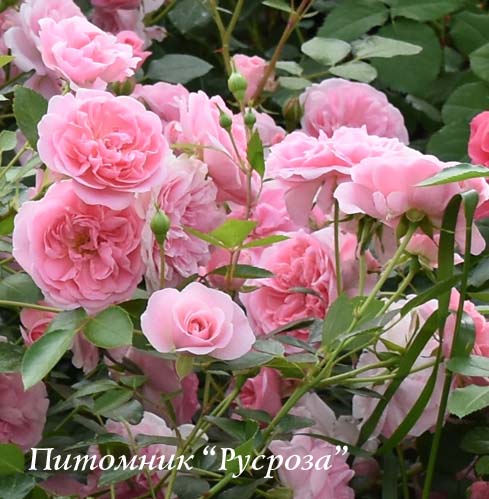 BOSSA NOVA (THE FAUN)