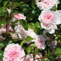 BOSSA NOVA (THE FAUN)