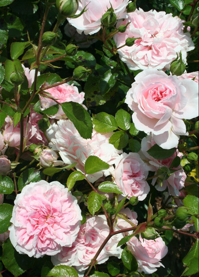 BOSSA NOVA (THE FAUN)