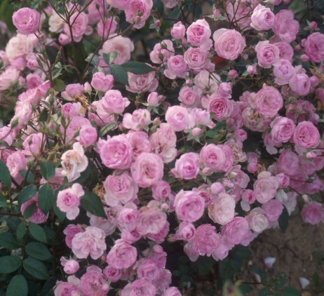 BOSSA NOVA (THE FAUN)