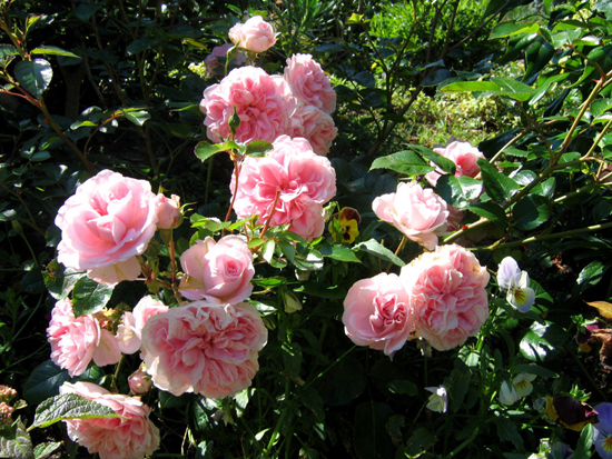 BOSSA NOVA (THE FAUN)