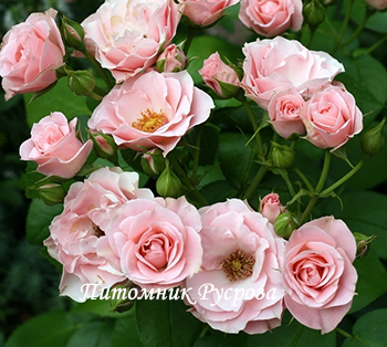 BOUQUET DE MARIEE