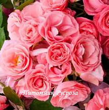 BOUQUET DE MARIEE