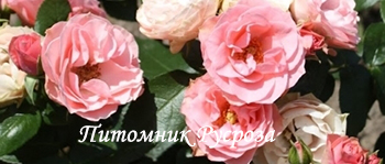 BOUQUET DE MARIEE