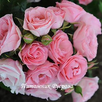 BOUQUET DE MARIEE