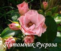 BOUQUET DE MARIEE