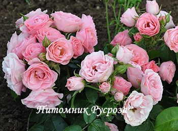BOUQUET DE MARIEE