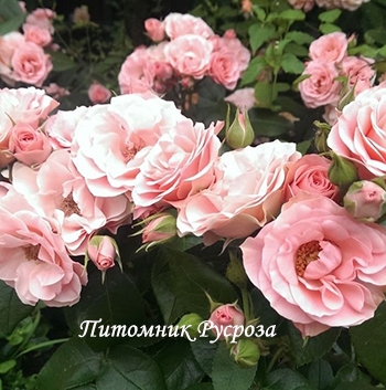 BOUQUET DE MARIEE