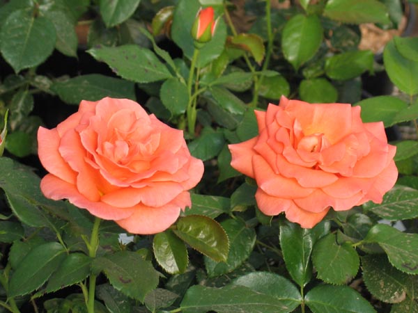 BETTY HARKNESS (HARETTE)