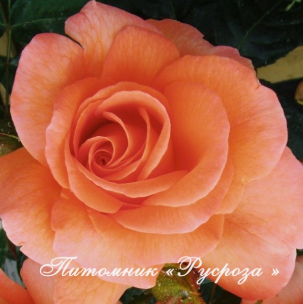 BETTY HARKNESS (HARETTE)