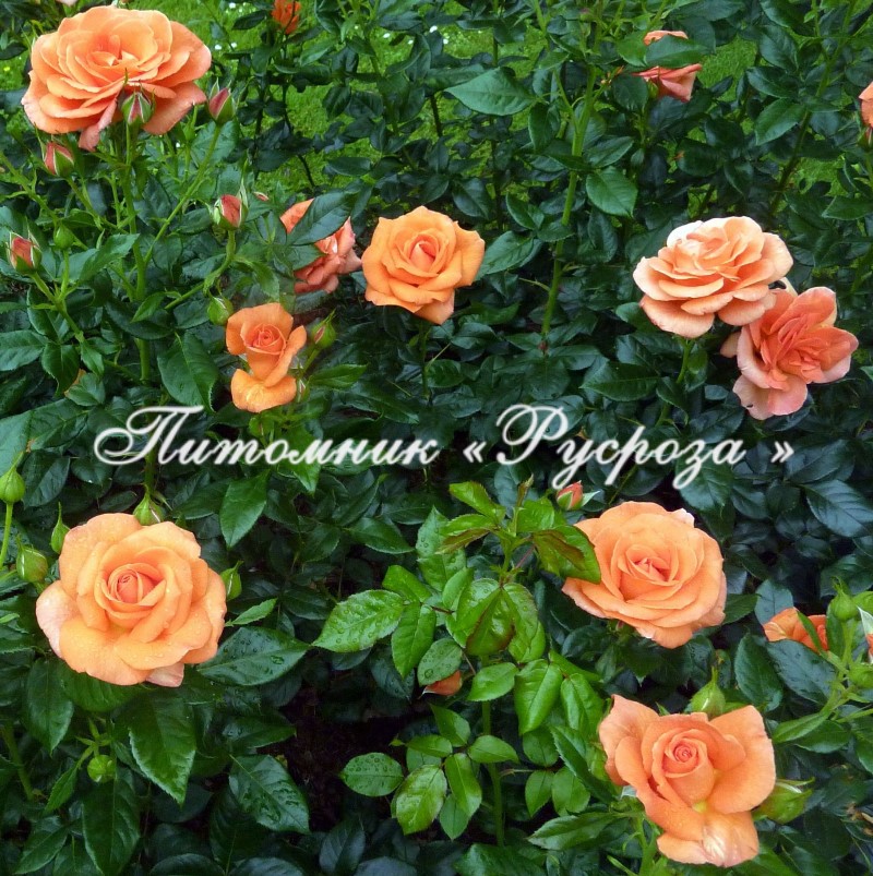 BETTY HARKNESS (HARETTE)