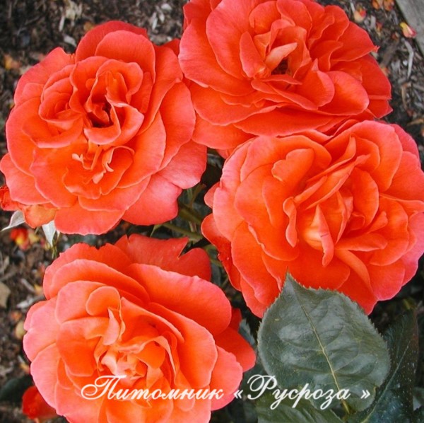 BETTY HARKNESS (HARETTE)