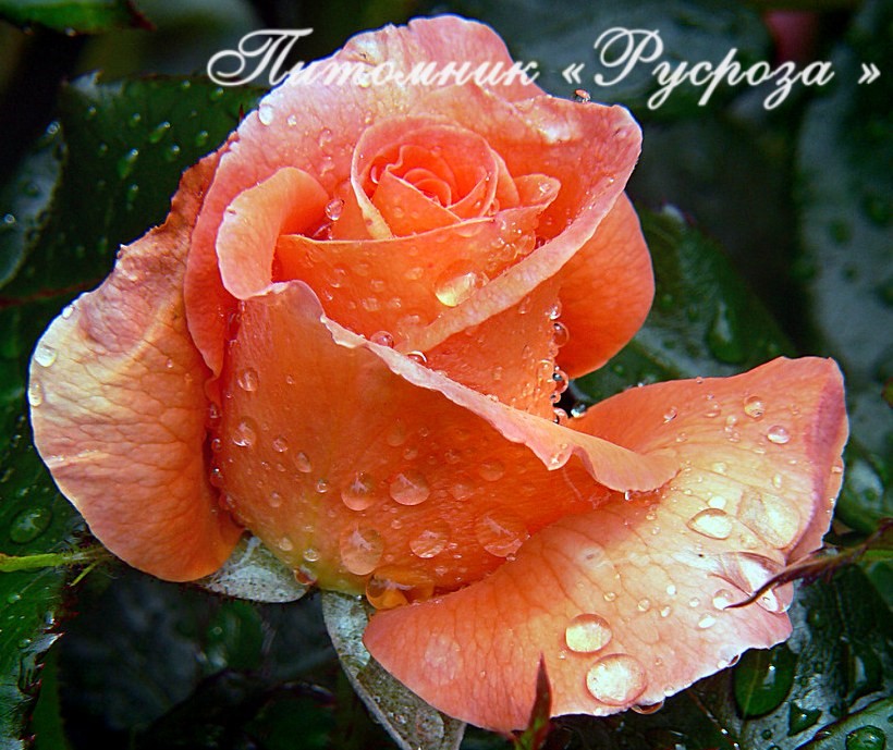 BETTY HARKNESS (HARETTE)