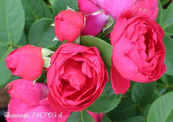 ASCOT ШТ 80-90