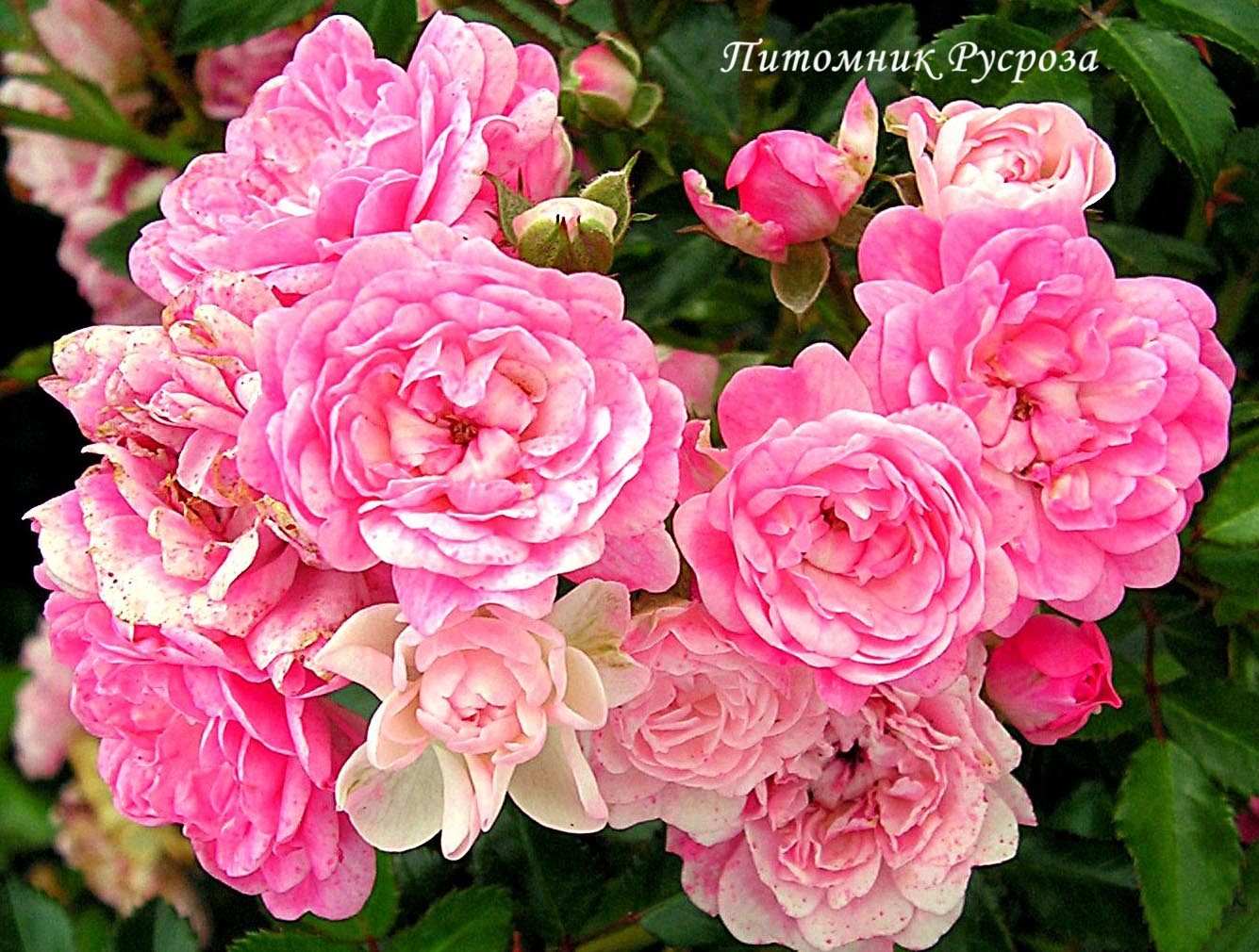 ASHAMED FAIRY ШТ 90-100