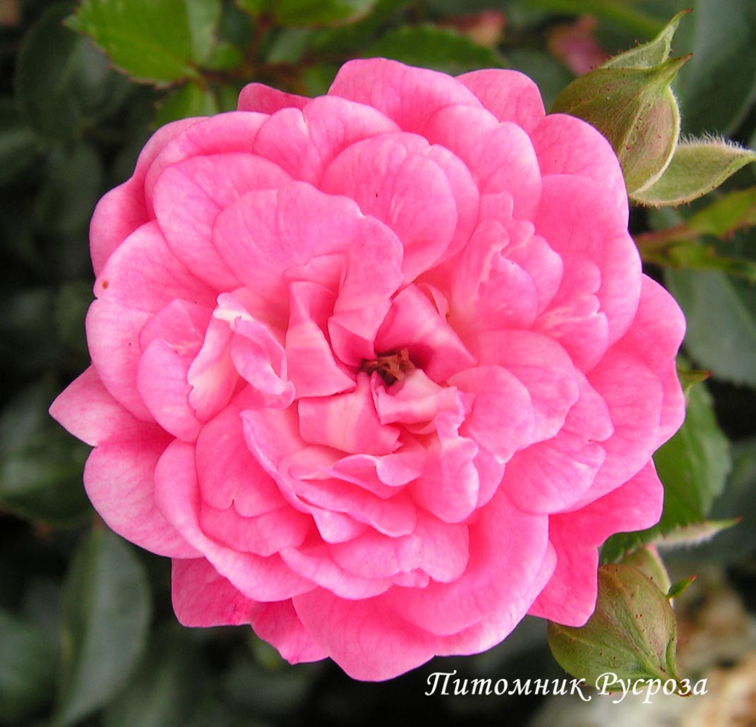 ASHAMED FAIRY ШТ 90-100