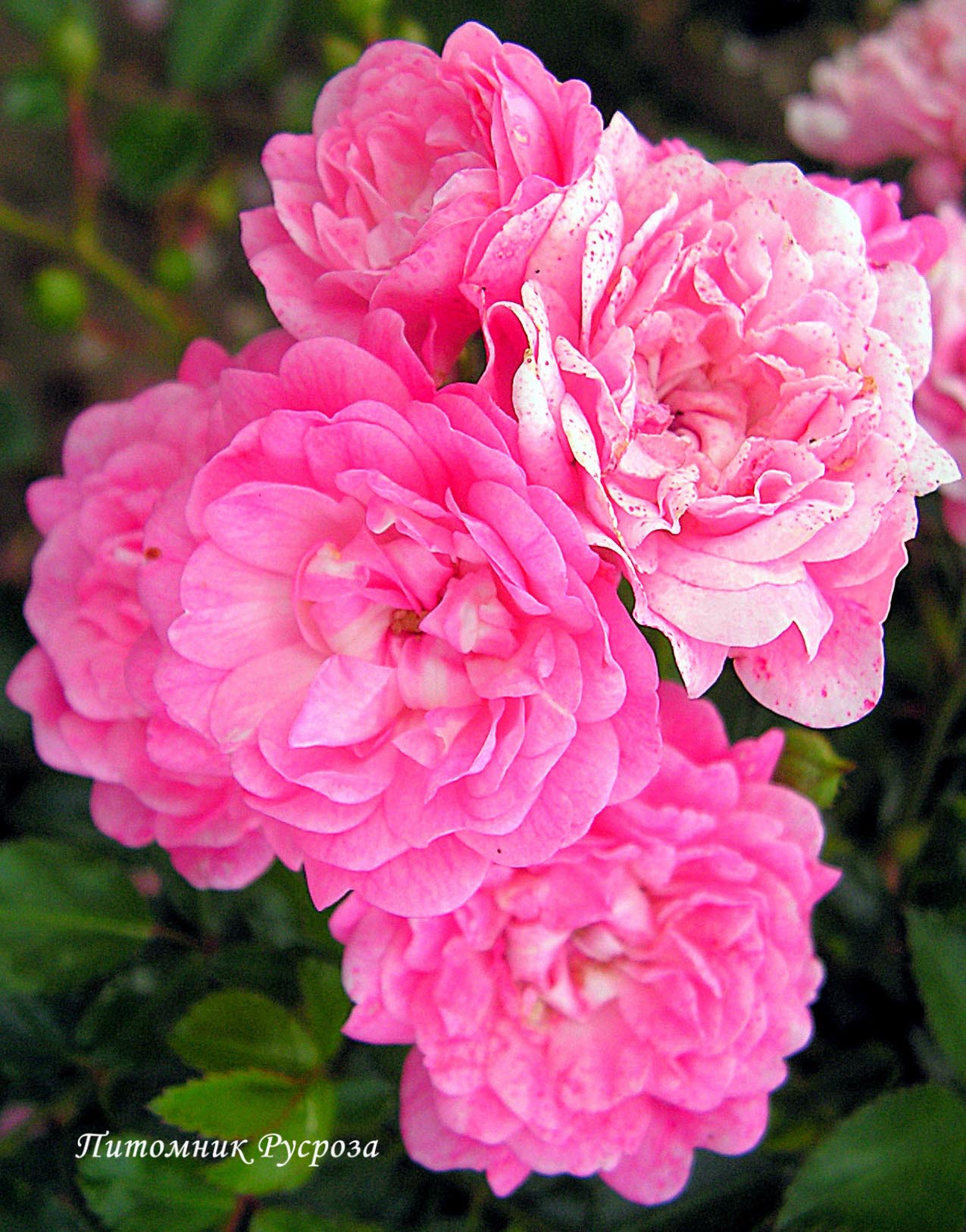 ASHAMED FAIRY ШТ 90-100