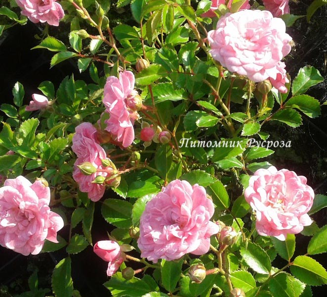 ASHAMED FAIRY ШТ 90-100