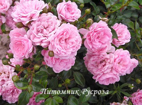 ASHAMED FAIRY ШТ 90-100