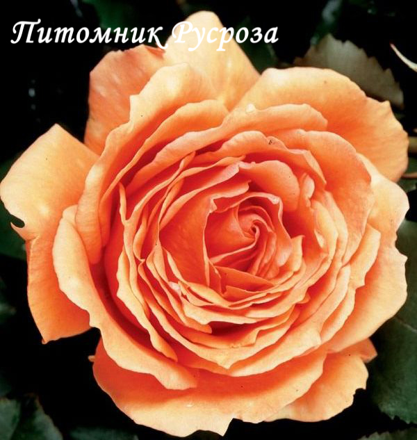 ASHRAM ШТ 80-110