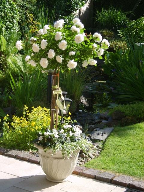 ASPIRIN-ROSE ШТ 60-90-120