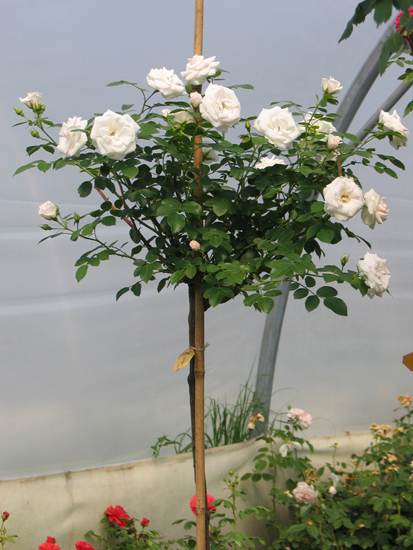 ASPIRIN-ROSE ШТ 140