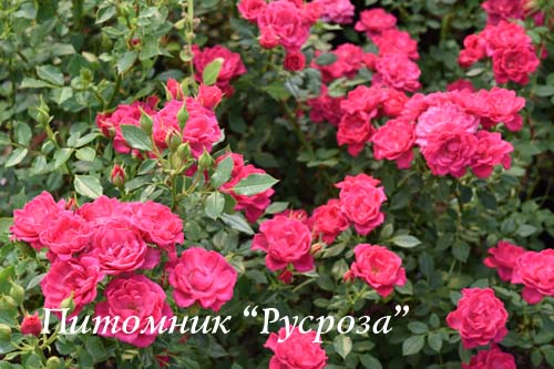 ASTERIA PIXIE