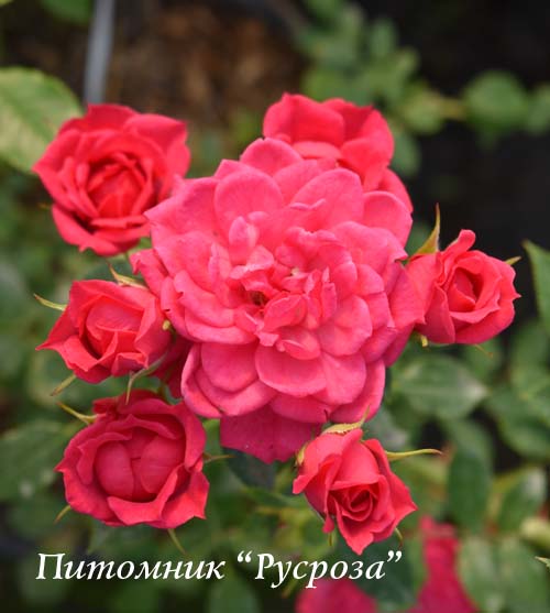 ASTERIA PIXIE