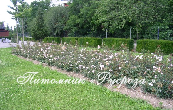 ASTRONOMIA (ETOILE DU PRINTEMPS)