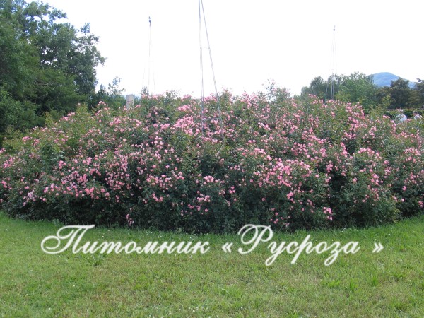 ASTRONOMIA (ETOILE DU PRINTEMPS)