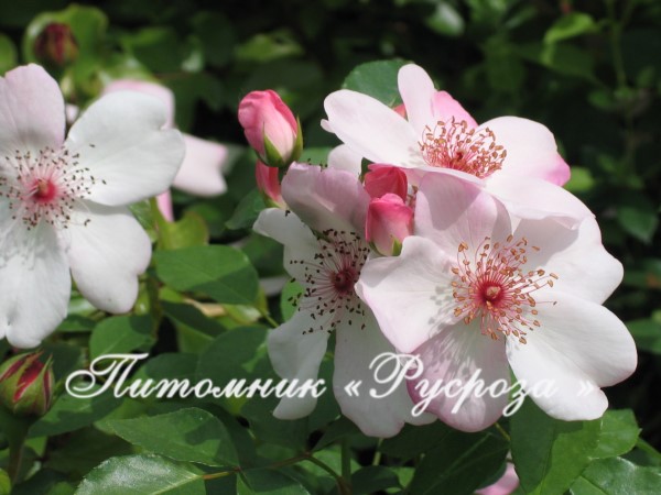 ASTRONOMIA (ETOILE DU PRINTEMPS)