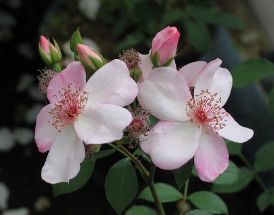 ASTRONOMIA (ETOILE DU PRINTEMPS)