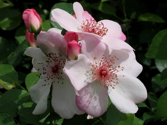 ASTRONOMIA (ETOILE DU PRINTEMPS)