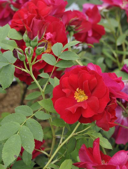 ADELAIDE HOODLESS ШТ 80-110