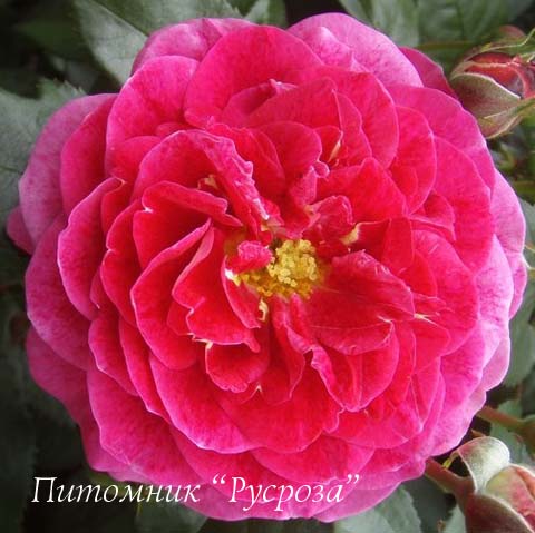 AKAROA ШТ 80-110