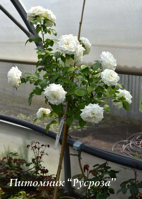 ALABASTER ШТ 80-90