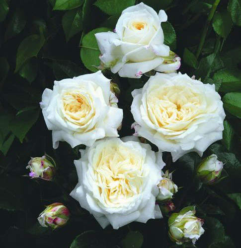 ALABASTER ШТ 80-90