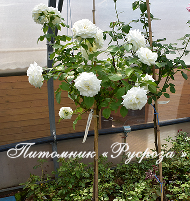 ALABASTER ШТ 80-90