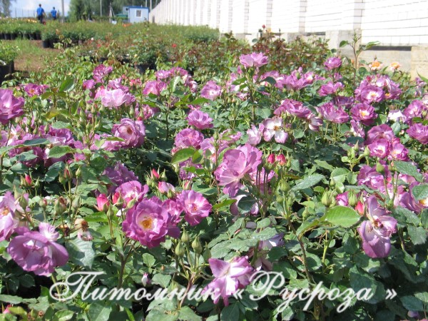 BLUE FOR YOU (PEJAMBLU)