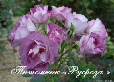 BLUE FOR YOU (PEJAMBLU)