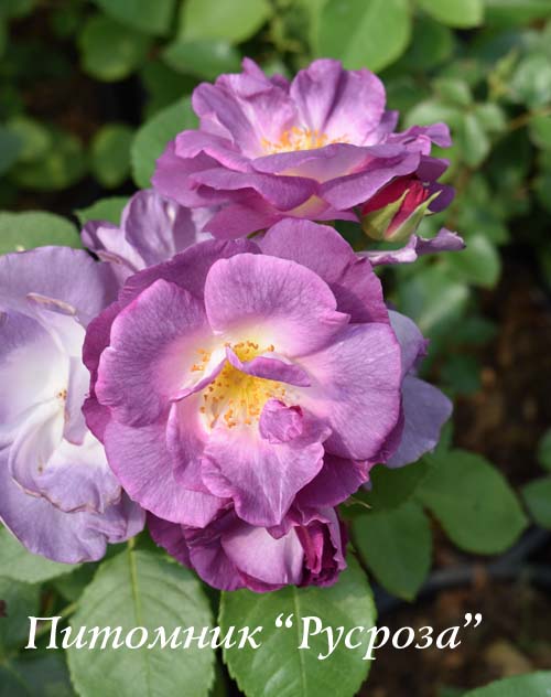 BLUE FOR YOU (PEJAMBLU)