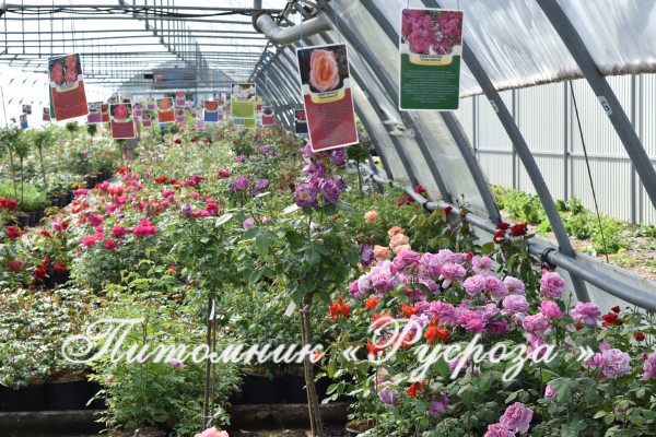 BLUE FOR YOU (PEJAMBLU)