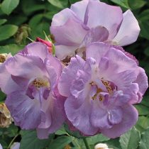 BLUE FOR YOU (PEJAMBLU)